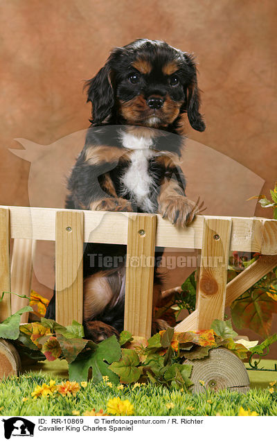 Cavalier King Charles Spaniel / Cavalier King Charles Spaniel / RR-10869