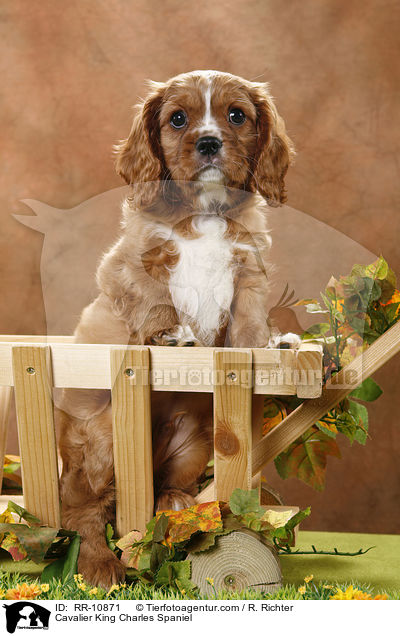 Cavalier King Charles Spaniel / Cavalier King Charles Spaniel / RR-10871