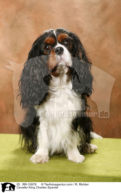 Cavalier King Charles Spaniel / Cavalier King Charles Spaniel / RR-10876