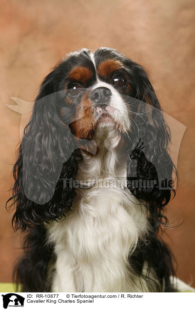 Cavalier King Charles Spaniel / Cavalier King Charles Spaniel / RR-10877