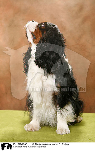 Cavalier King Charles Spaniel / Cavalier King Charles Spaniel / RR-10881