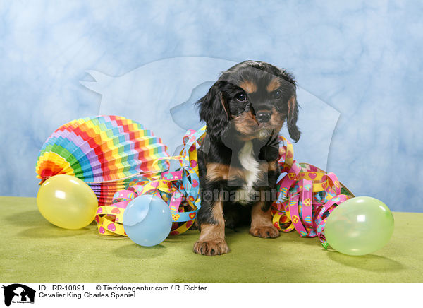 Cavalier King Charles Spaniel / Cavalier King Charles Spaniel / RR-10891