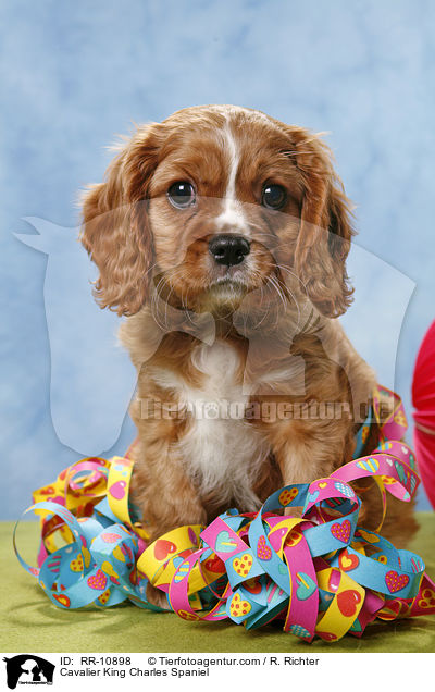 Cavalier King Charles Spaniel / Cavalier King Charles Spaniel / RR-10898