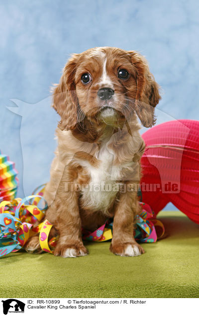 Cavalier King Charles Spaniel / Cavalier King Charles Spaniel / RR-10899