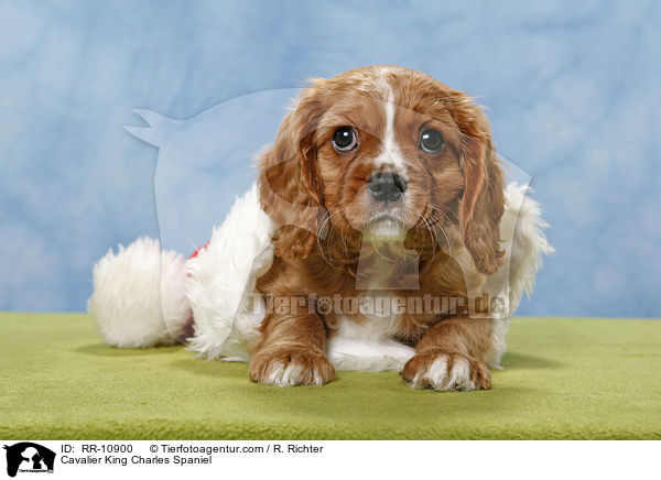 Cavalier King Charles Spaniel / Cavalier King Charles Spaniel / RR-10900