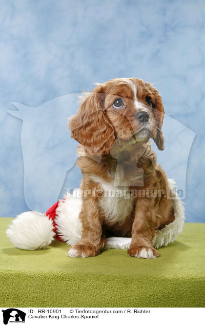 Cavalier King Charles Spaniel / Cavalier King Charles Spaniel / RR-10901