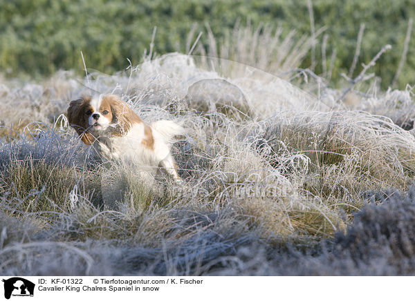 Cavalier King Chalres Spaniel im Schnee / Cavalier King Chalres Spaniel in snow / KF-01322