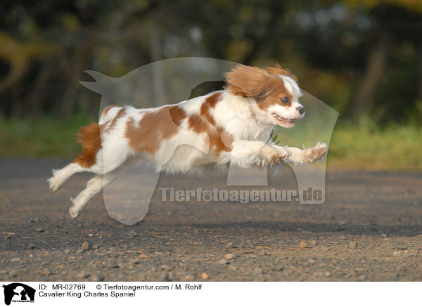 Cavalier King Charles Spaniel / Cavalier King Charles Spaniel / MR-02769