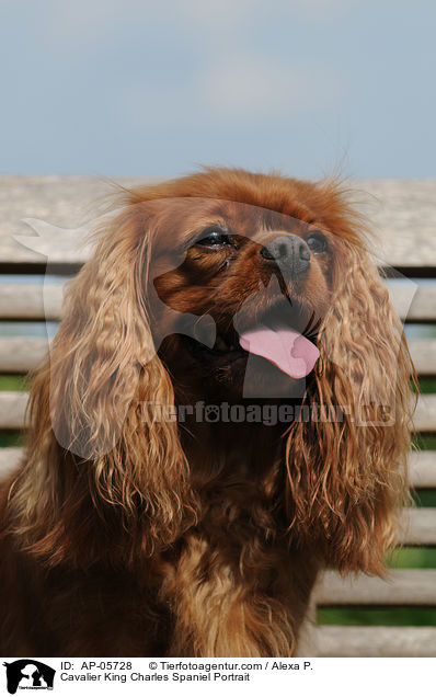 Cavalier King Charles Spaniel Portrait / Cavalier King Charles Spaniel Portrait / AP-05728