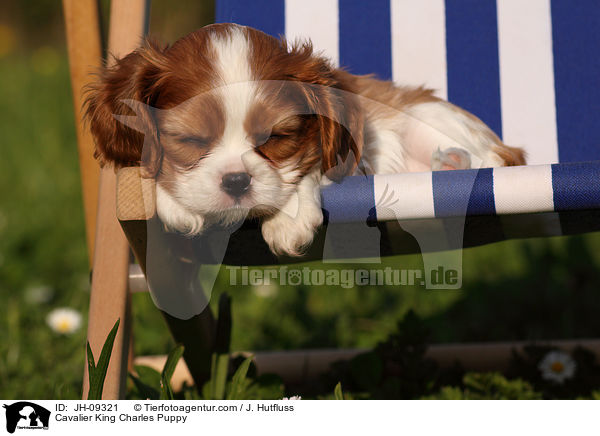 Cavalier King Charles Welpe / Cavalier King Charles Puppy / JH-09321