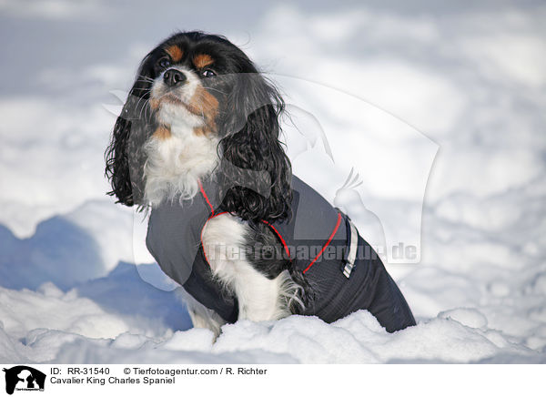 Cavalier King Charles Spaniel / Cavalier King Charles Spaniel / RR-31540