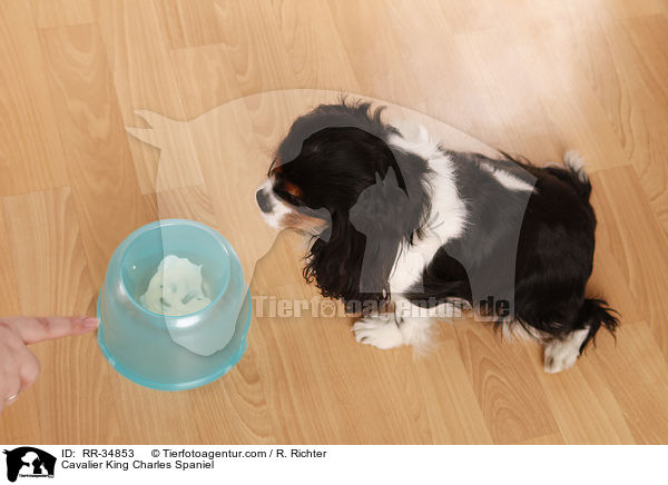 Cavalier King Charles Spaniel / Cavalier King Charles Spaniel / RR-34853