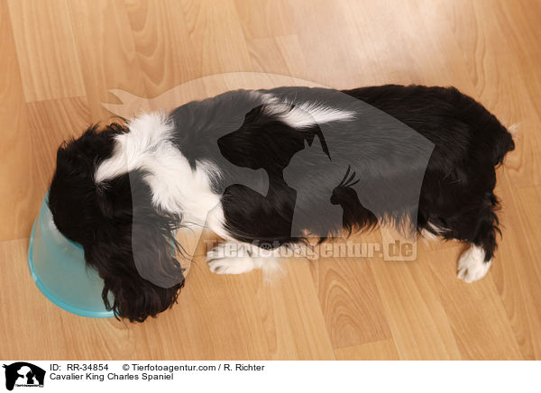 Cavalier King Charles Spaniel / Cavalier King Charles Spaniel / RR-34854