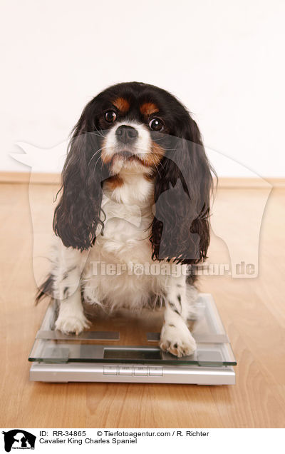 Cavalier King Charles Spaniel / Cavalier King Charles Spaniel / RR-34865