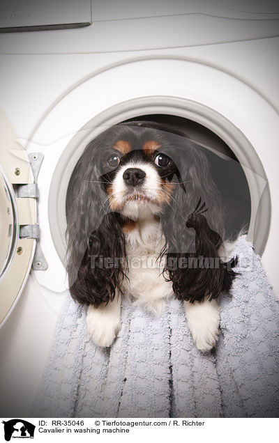 Cavalier in Waschmaschiene / Cavalier in washing machine / RR-35046