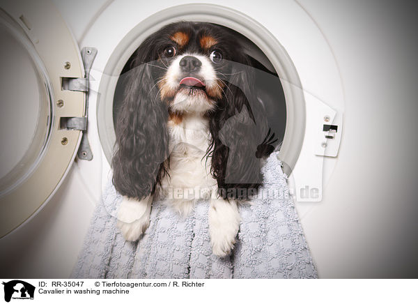 Cavalier in Waschmaschiene / Cavalier in washing machine / RR-35047