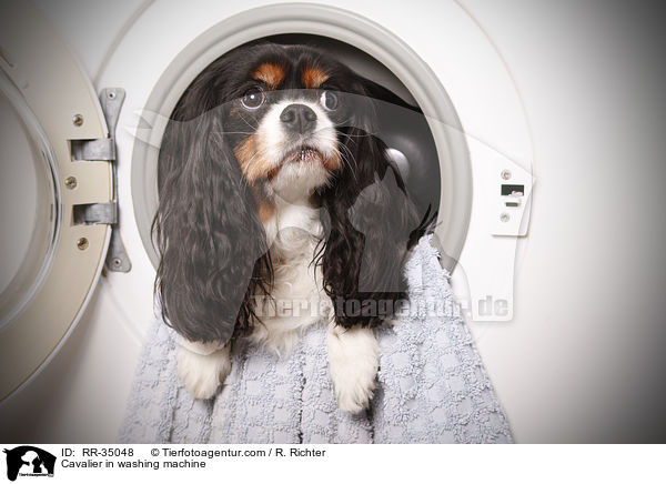 Cavalier in Waschmaschiene / Cavalier in washing machine / RR-35048