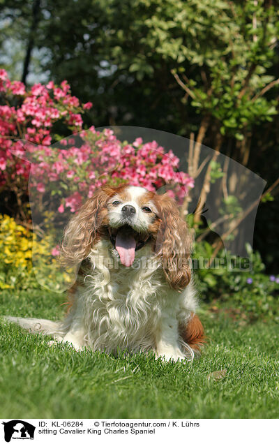 sitzender Cavalier King Charles Spaniel / sitting Cavalier King Charles Spaniel / KL-06284