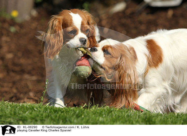 spielende Cavalier King Charles Spaniel / playing Cavalier King Charles Spaniel / KL-06290