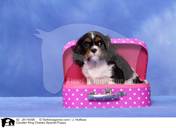 Cavalier King Charles Spaniel Welpe / Cavalier King Charles Spaniel Puppy / JH-14098