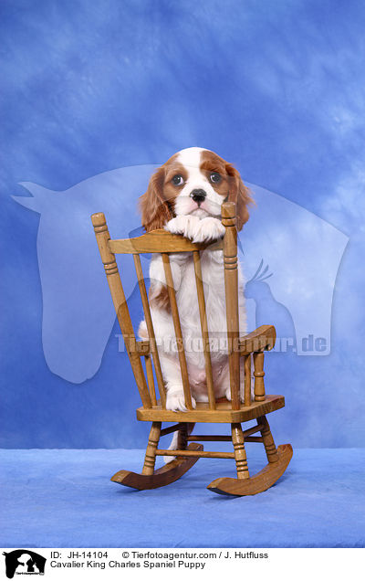 Cavalier King Charles Spaniel Welpe / Cavalier King Charles Spaniel Puppy / JH-14104