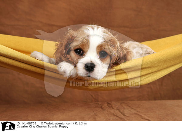 Cavalier King Charles Spaniel Welpe / Cavalier King Charles Spaniel Puppy / KL-08769