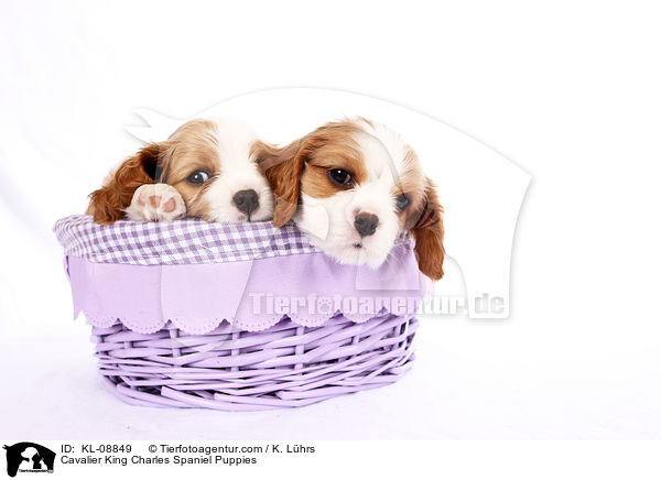 Cavalier King Charles Spaniel Puppies / KL-08849