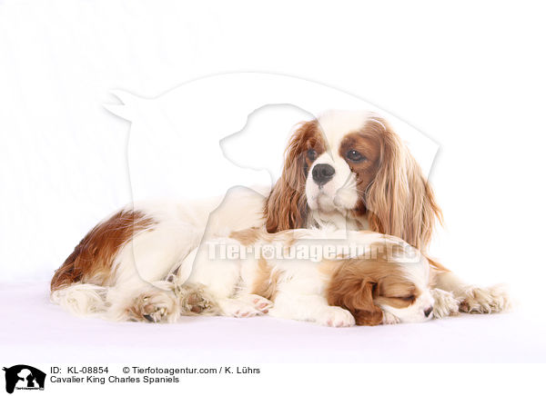 Cavalier King Charles Spaniel / Cavalier King Charles Spaniels / KL-08854