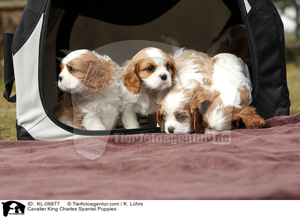 Cavalier King Charles Spaniel Welpen / Cavalier King Charles Spaniel Puppies / KL-08877