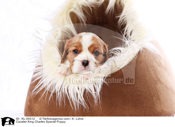 Cavalier King Charles Spaniel Puppy / KL-09312