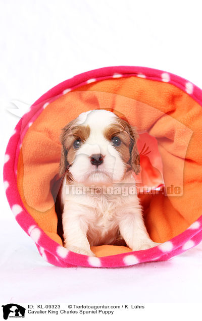 Cavalier King Charles Spaniel Welpe / Cavalier King Charles Spaniel Puppy / KL-09323