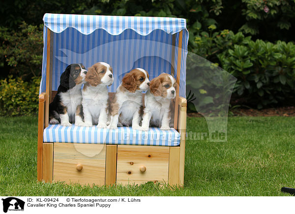 Cavalier King Charles Spaniel Welpe / Cavalier King Charles Spaniel Puppy / KL-09424