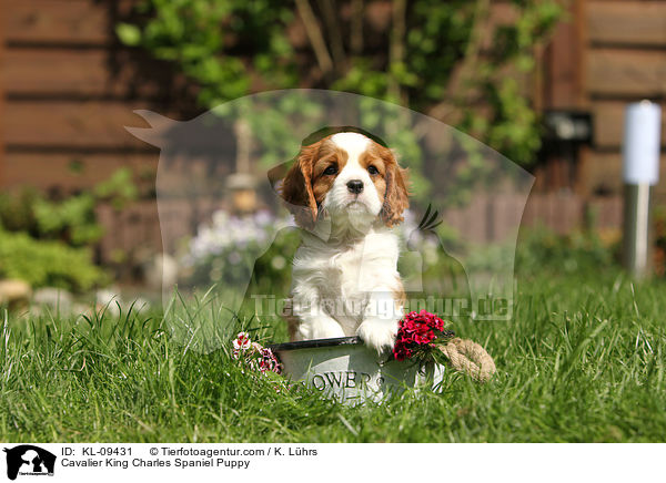 Cavalier King Charles Spaniel Welpe / Cavalier King Charles Spaniel Puppy / KL-09431