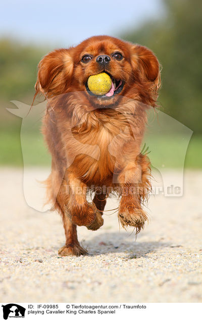 playing Cavalier King Charles Spaniel / IF-09985