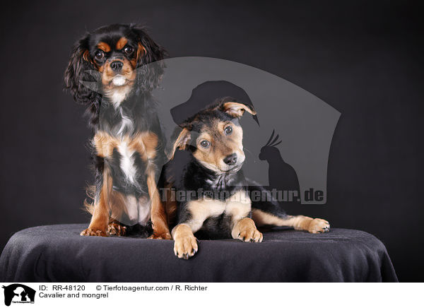 Cavalier und Mischling / Cavalier and mongrel / RR-48120