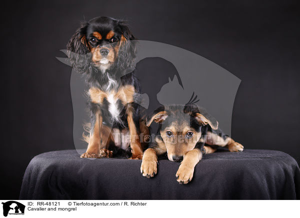 Cavalier und Mischling / Cavalier and mongrel / RR-48121