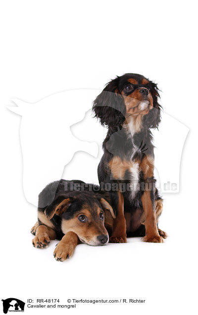 Cavalier und Mischling / Cavalier and mongrel / RR-48174