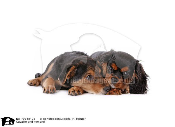 Cavalier und Mischling / Cavalier and mongrel / RR-48193