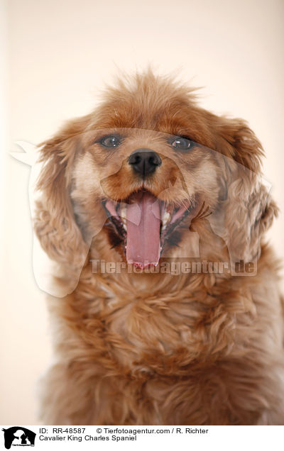 Cavalier King Charles Spaniel / Cavalier King Charles Spaniel / RR-48587