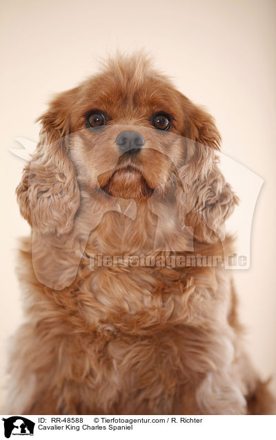 Cavalier King Charles Spaniel / Cavalier King Charles Spaniel / RR-48588