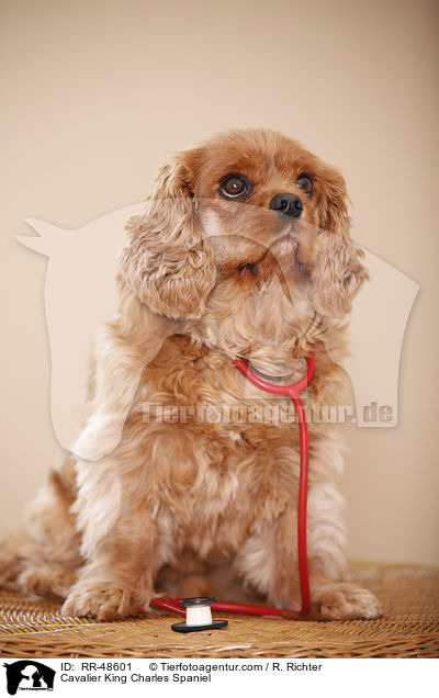 Cavalier King Charles Spaniel / Cavalier King Charles Spaniel / RR-48601