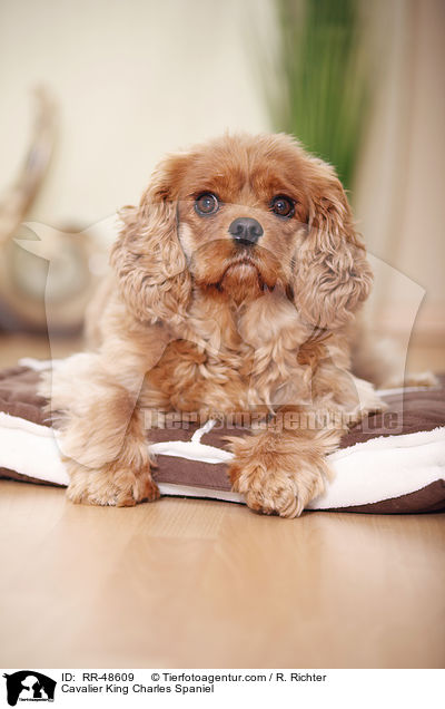 Cavalier King Charles Spaniel / Cavalier King Charles Spaniel / RR-48609