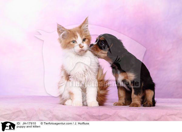 Hundewelpe und Ktzchen / puppy and kitten / JH-17910