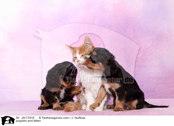 Hundewelpen und Ktzchen / puppies and kitten / JH-17915