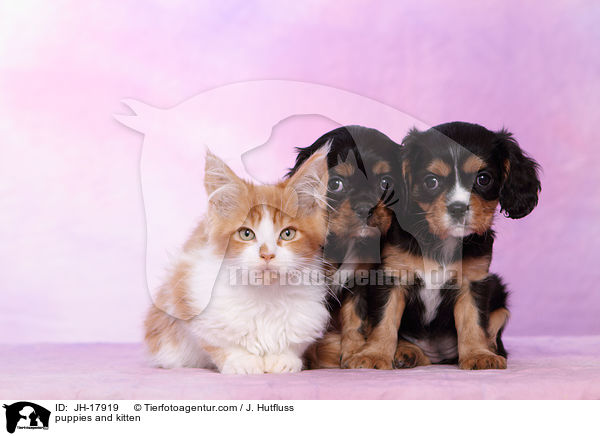 puppies and kitten / JH-17919