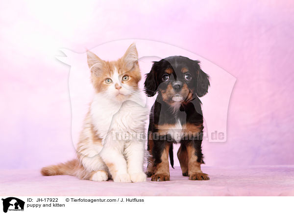 puppy and kitten / JH-17922