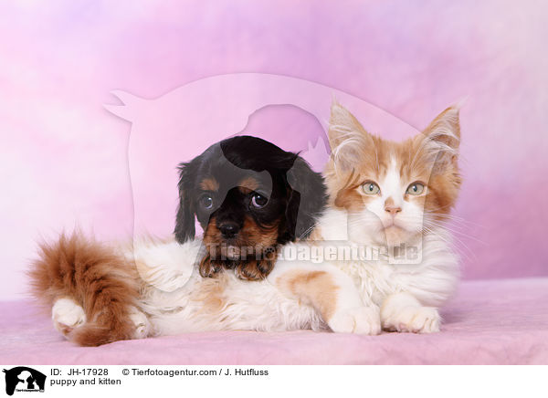 puppy and kitten / JH-17928