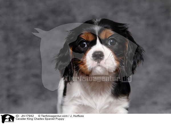 Cavalier King Charles Spaniel Welpe / Cavalier King Charles Spaniel Puppy / JH-17942