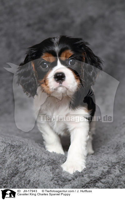 Cavalier King Charles Spaniel Welpe / Cavalier King Charles Spaniel Puppy / JH-17943