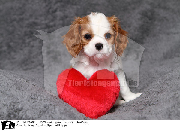 Cavalier King Charles Spaniel Welpe / Cavalier King Charles Spaniel Puppy / JH-17954